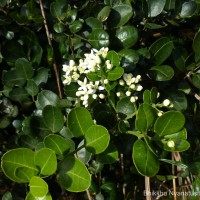 Atalantia rotundifolia (Thwaites) Yu.Tanaka